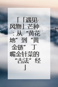 「遇见·风物」芒种：从“黄花地”到“黄金链” 丁嘴金针菜的“古法”经