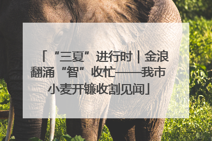 “三夏”进行时｜金浪翻涌“智”收忙——我市小麦开镰收割见闻