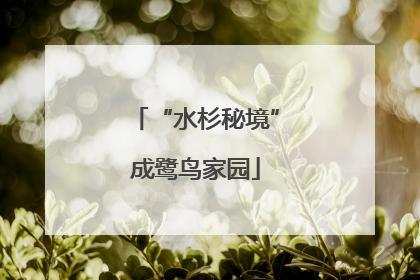 “水杉秘境”成鹭鸟家园