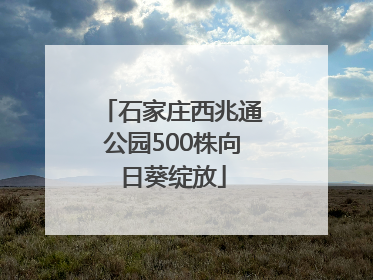 石家庄西兆通公园500株向日葵绽放