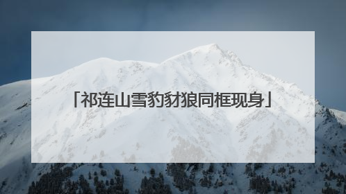 祁连山雪豹豺狼同框现身