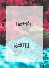 福州荷花盛开