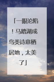 一眼沦陷！马踏湖成鸟类诗意栖居地，太美了