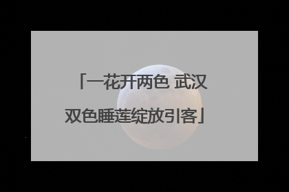 一花开两色 武汉双色睡莲绽放引客