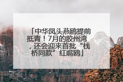 中华凤头燕鸥提前抵青！7月的胶州湾，还会迎来首批“栈桥同款”红嘴鸥