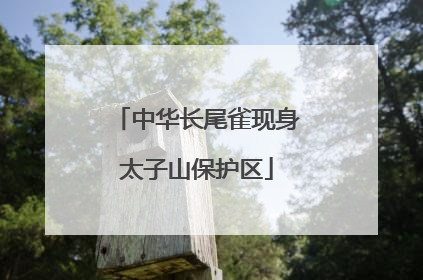 中华长尾雀现身太子山保护区