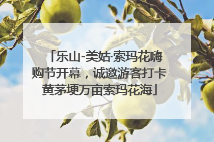乐山-美姑·索玛花嗨购节开幕，诚邀游客打卡黄茅埂万亩索玛花海