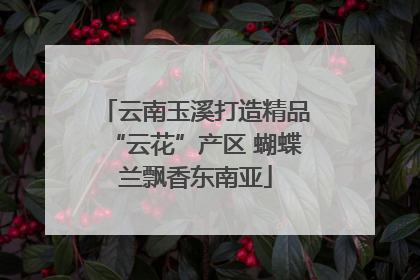 云南玉溪打造精品“云花”产区 蝴蝶兰飘香东南亚