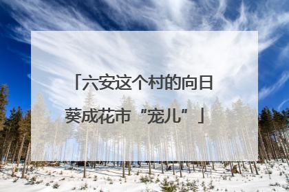 六安这个村的向日葵成花市“宠儿”