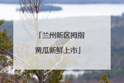 兰州新区拇指黄瓜新鲜上市