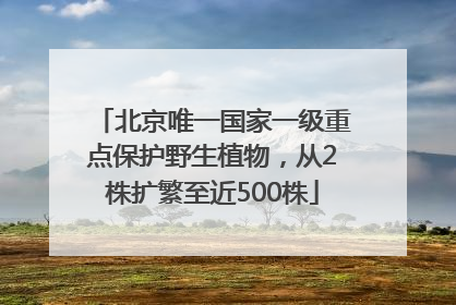 北京唯一国家一级重点保护野生植物，从2株扩繁至近500株