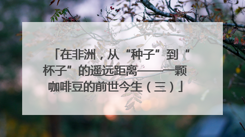在非洲，从“种子”到“杯子”的遥远距离——一颗咖啡豆的前世今生（三）