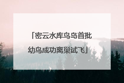 密云水库鸟岛首批幼鸟成功离巢试飞