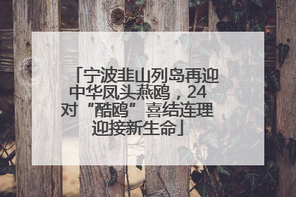 宁波韭山列岛再迎中华凤头燕鸥，24对“酷鸥”喜结连理迎接新生命
