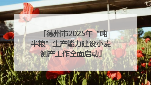 德州市2025年“吨半粮”生产能力建设小麦测产工作全面启动