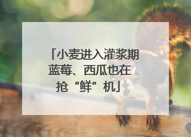 小麦进入灌浆期 蓝莓、西瓜也在抢“鲜”机
