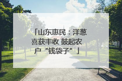 山东惠民：洋葱喜获丰收 鼓起农户“钱袋子”