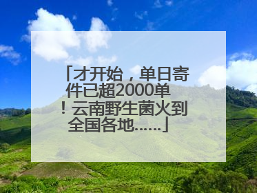 才开始，单日寄件已超2000单！云南野生菌火到全国各地……