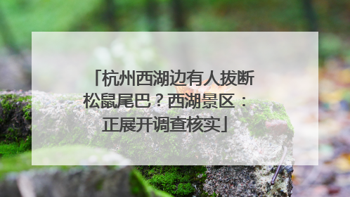 杭州西湖边有人拔断松鼠尾巴？西湖景区：正展开调查核实