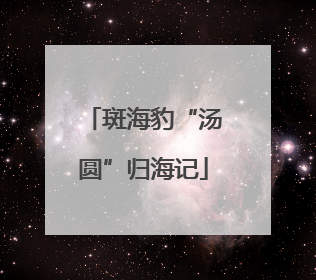 斑海豹“汤圆”归海记
