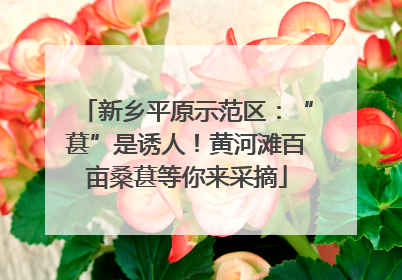 新乡平原示范区：“葚”是诱人！黄河滩百亩桑葚等你来采摘