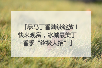 暴马丁香陆续绽放！快来观赏，冰城最美丁香季“终极大招”