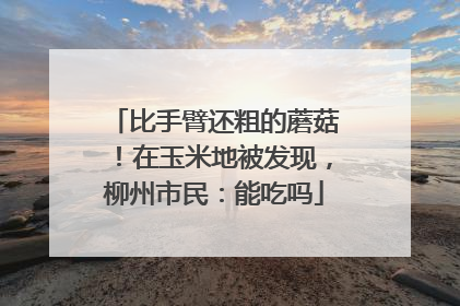 比手臂还粗的蘑菇！在玉米地被发现，柳州市民：能吃吗