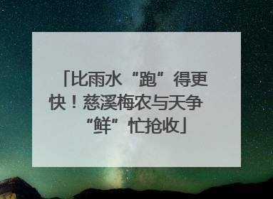 比雨水“跑”得更快！慈溪梅农与天争“鲜”忙抢收