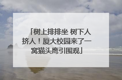 树上排排坐 树下人挤人！厦大校园来了一窝猫头鹰引围观