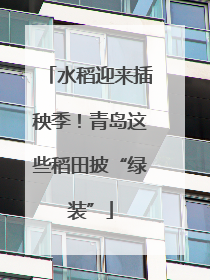 水稻迎来插秧季！青岛这些稻田披“绿装”
