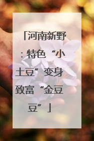 河南新野：特色“小土豆”变身致富“金豆豆”