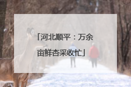 河北顺平：万余亩鲜杏采收忙
