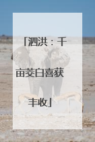泗洪：千亩茭白喜获丰收