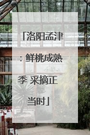 洛阳孟津：鲜桃成熟季 采摘正当时