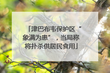 津巴布韦保护区“象满为患”，当局称将扑杀供居民食用