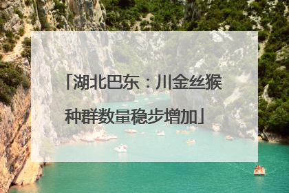 湖北巴东：川金丝猴种群数量稳步增加