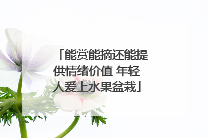 能赏能摘还能提供情绪价值 年轻人爱上水果盆栽