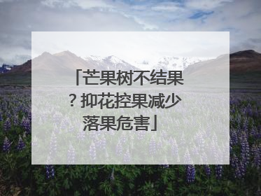 芒果树不结果？抑花控果减少落果危害