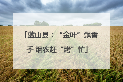 蓝山县：“金叶”飘香季 烟农赶“烤”忙
