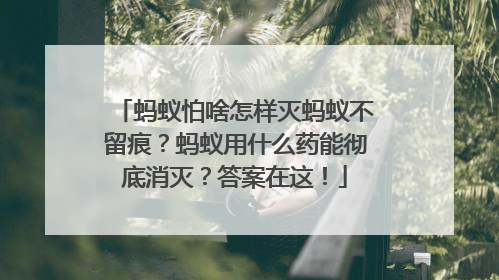 蚂蚁怕啥怎样灭蚂蚁不留痕？蚂蚁用什么药能彻底消灭？答案在这！