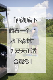 西湖底下藏着一个“水下森林”？夏天正适合观赏
