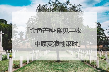 金色芒种·豫见丰收——中原麦浪翻滚时