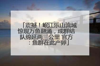震撼！岷江乐山流域惊现万鱼翻涌，成群结队绵延两三公里 官方：鱼群在此产卵