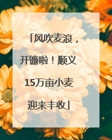 风吹麦浪，开镰啦！顺义15万亩小麦迎来丰收