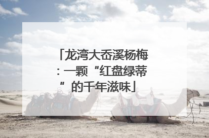 龙湾大岙溪杨梅：一颗“红盘绿蒂”的千年滋味