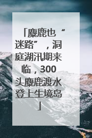 麋鹿也“迷路”，洞庭湖汛期来临，300头麋鹿渡水登上生境岛