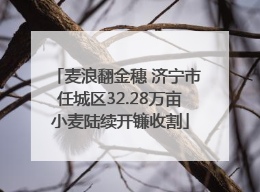 麦浪翻金穗 济宁市任城区32.28万亩小麦陆续开镰收割