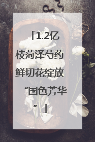 1.2亿枝菏泽芍药鲜切花绽放“国色芳华”